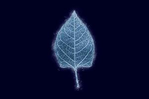 One frozen icy reynoutria tree leaf isolated on dark blue background, blue ice covered leaf effect photo