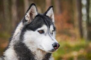 Siberian Husky dog profile portrait with black gray white coat color, cute sled dog breed photo