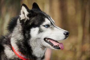 Siberian Husky dog profile portrait with black gray white coat color, cute sled dog breed photo