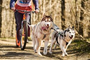 Correr perros de trineo husky siberiano en arnés tirando de scooter en otoño bosque tierra seca scootering foto