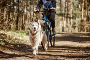 Running Siberian Husky sled dog in harness pulling bike on autumn forest dry land bikejoring photo