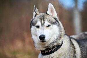 Siberian Husky dog portrait with blue eyes and gray coat color, cute sled dog breed photo