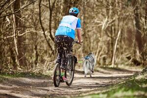 espalda ver de musher en scooter con corriendo siberiano fornido trineo perro, otoño bosque seco tierra mushing foto