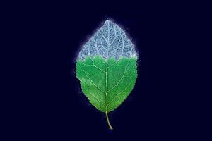 One freezing plum tree green leaf on dark blue background, blue ice covered effect on leaf photo