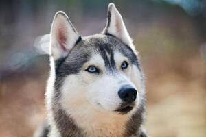 Siberian Husky dog portrait with blue eyes and gray coat color, cute sled dog breed photo