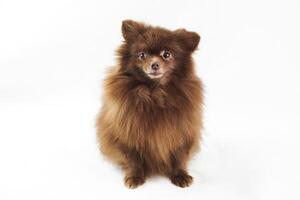 Brown Pomeranian Spitz dog isolated on white background, cute chocolate brownish Spitz puppy photo