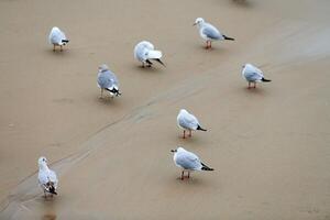 gaviotas caminando en la playa de arena cerca del mar báltico foto