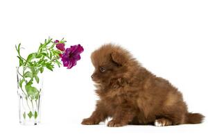 Pomeranian Spitz puppy isolated with flower photo