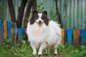 perro pomerania spitz en el jardín foto