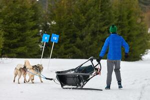 carreras de perros de trineo husky. Musher se cae del trineo foto