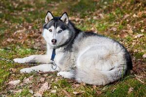 Siberian Husky dog lying on forest grass, full size resting Husky dog portrait with blue brown eyes photo