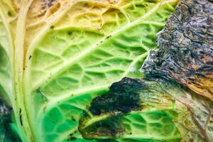 Rotten cabbage, macro, close up. photo