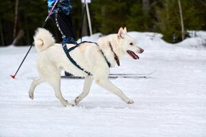 carreras deportivas de perros skijoring foto