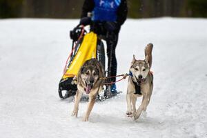 Husky sled dog racing photo