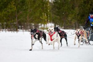 Winter sled dog racing photo