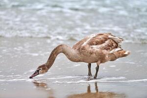 Young brown colored white swan feeding on seaside, close up photo