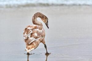 Young brown colored swan walking by Baltic sea, close up photo