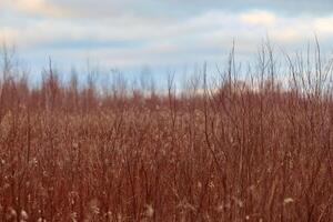 Field of plants with red stems and white flowers, rural photo