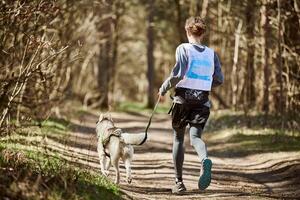 espalda ver a corriendo siberiano fornido trineo perro en aprovechar tracción hombre en otoño bosque país la carretera foto