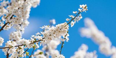 White plum blossom on blue sky background, beautiful white flowers of prunus tree in city garden photo