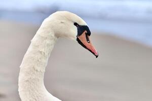 retrato de un gran cisne mudo blanco junto al mar, de cerca foto