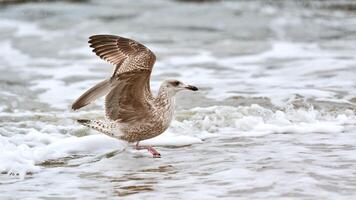 Larus michahellis, yellow-legged gull splashing in sea water photo