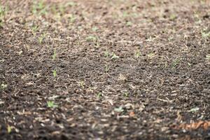 Plowed sprouting soil photo