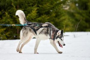 Running Husky dog on sled dog racing photo