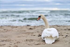 cisne mudo blanco sentado en la playa de arena escuchar mar báltico foto