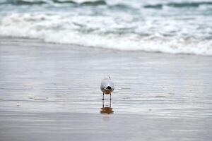 Black-headed seagull at beach, sea and sand background photo