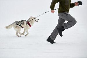 corriendo perro husky en carreras de perros de trineo foto