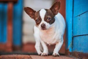 Chihuahua puppy, little dog near house porch photo
