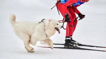 Skijoring dog sport racing photo