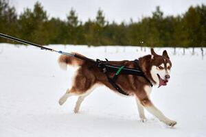 Running Husky dog on sled dog racing photo