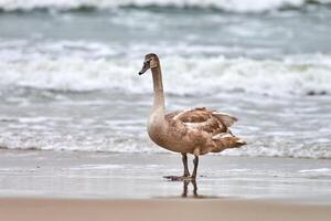 Young brown colored swan walking by Baltic sea, close up photo