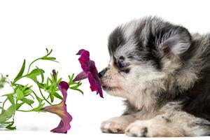 Pomeranian Spitz puppy isolated with flower photo