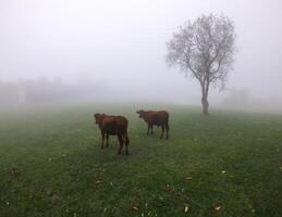 Two cows in fog on meadow photo