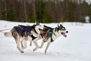 Running Husky dog on sled dog racing photo