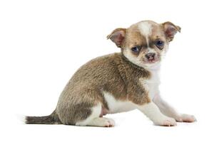 Chihuahua puppies, isolated photo
