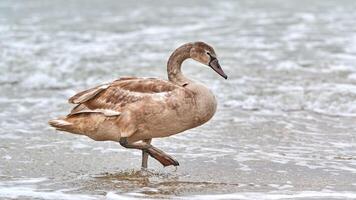 Young brown colored swan walking by Baltic sea, close up photo