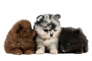 Three Pomeranian Spitz puppies isolated photo