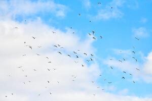 Birds seagulls flying in blue sky with white fluffy clouds photo