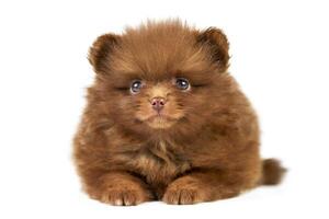 Pomeranian Spitz puppy isolated photo