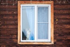 Husky dog in house window photo