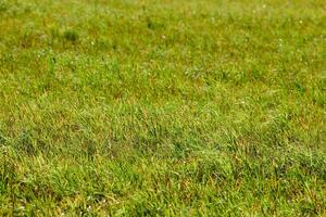 hierba verde, campo de pradera. foto