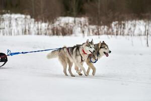 Running Husky dog on sled dog racing photo