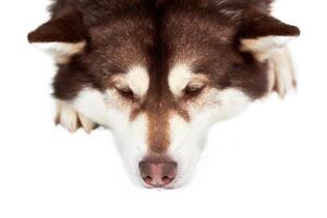 Husky sled dog face, isolated photo