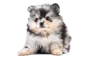 Pomeranian Spitz puppy isolated photo