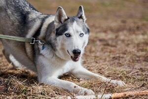 siberiano fornido perro jugando en seco césped campo, gracioso fornido perro retrato con azul ojos foto