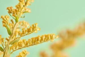 Blossom goldenrod inflorescence with yellow flowers on light green background, solidago virgaurea photo